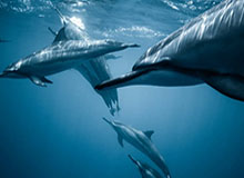 游戏玩法-乌克兰队欧洲杯大名单：卢宁、多夫贝克领衔